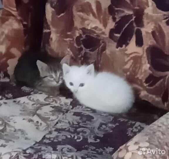 Милые котята бесплатно
