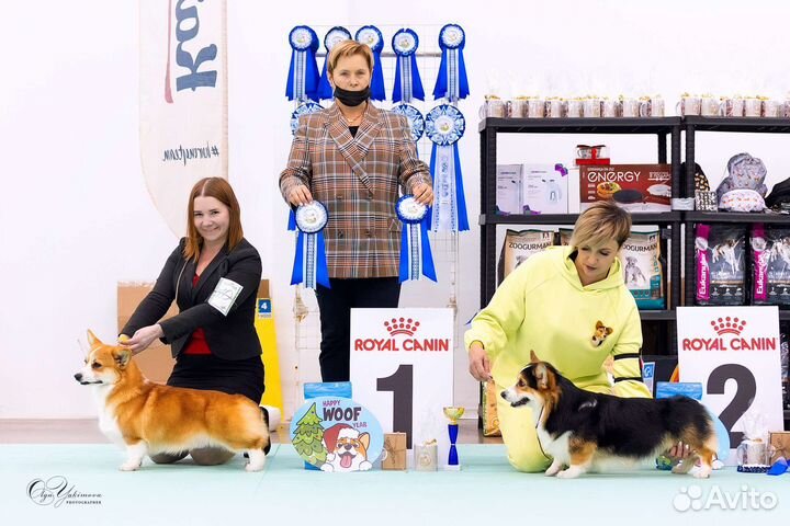 Вязка корги Чемпион