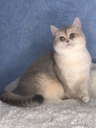 Британская Золотая Кошечка