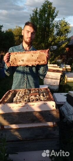 Пчёлы, пчелосемьи, пчелопакеты, пчеломатки
