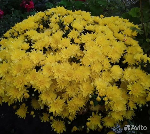 Хризантемы мультифлора