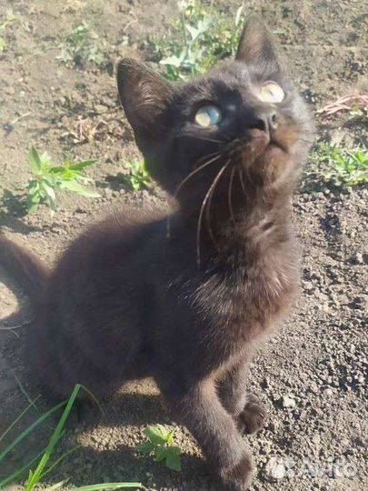 Котик в добрые руки