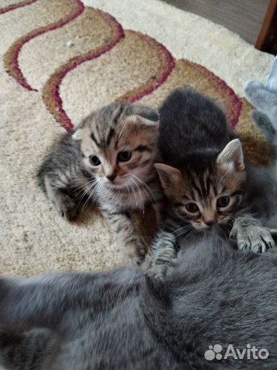 Котенок в дар бесплатно