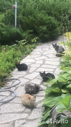 Котята в добрые руки