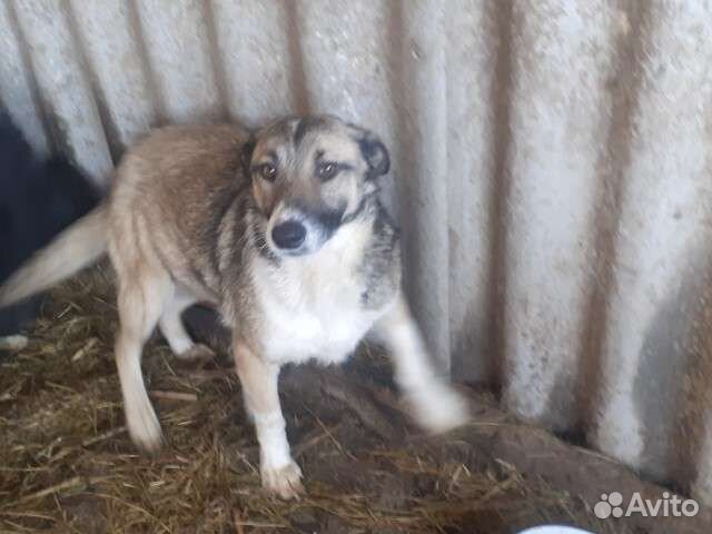 Собака стерилизованная девочка в добрые руки
