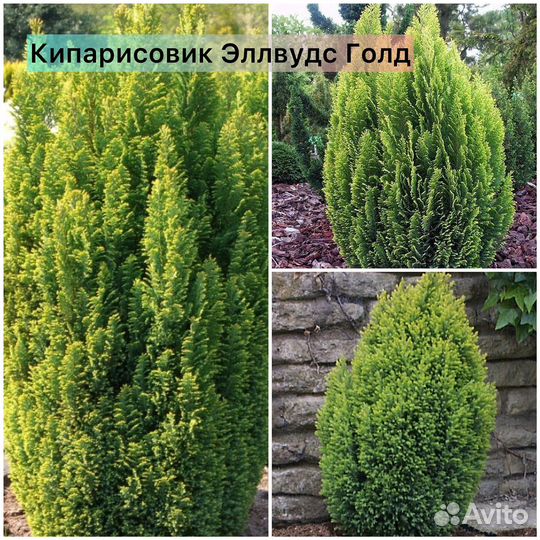 Кипарисовик Ивонн, Нана Грацилис, Эллвудс Голд