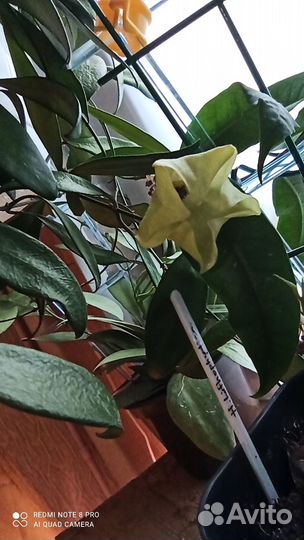 Редкие хойи.Hoya ovalifolia хойя овалифолия