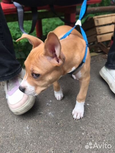 Щенки стаффорда