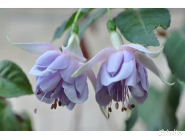 Сортовые фуксии, около 30 сортов