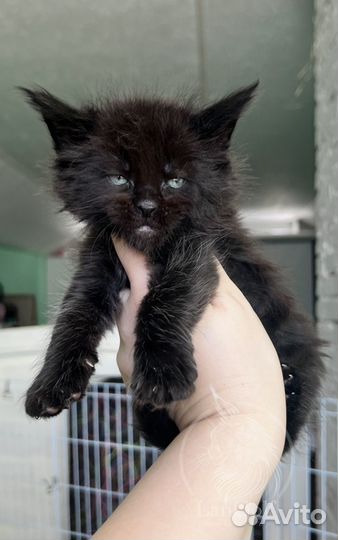 Мейн-кун котята