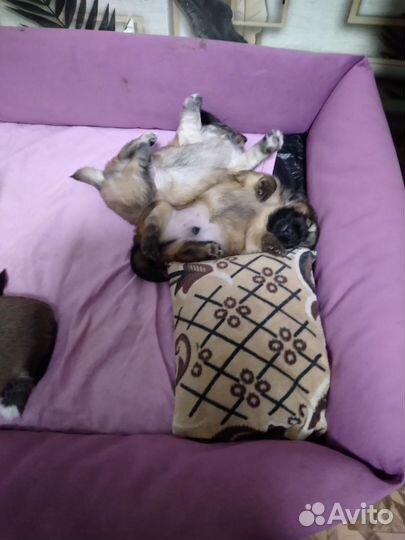 Щенки пекинеса