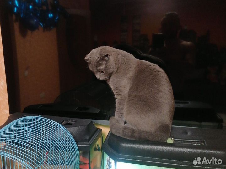 Кошка в добрые руки