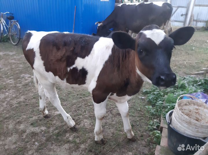 Теленок (девочка)