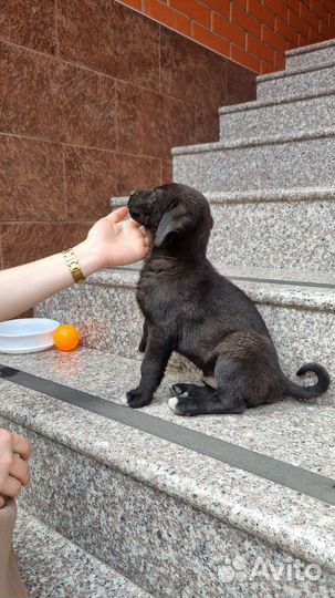 Щенок в добрые руки