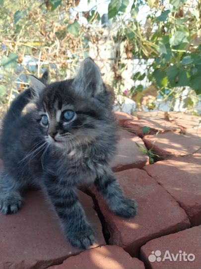 Котята девочки