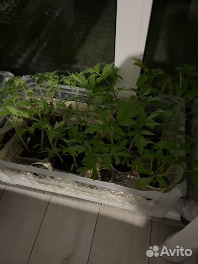 Продам рассаду помидор