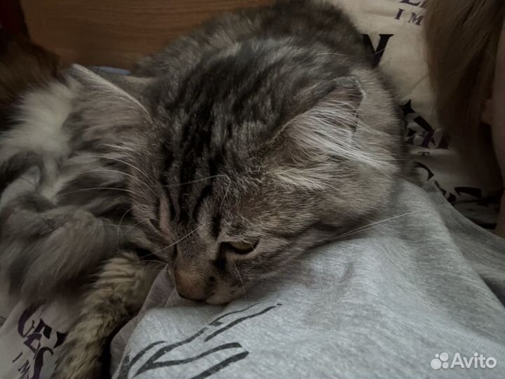 Кот в добрые руки