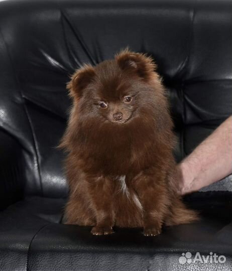 Мини девочка померанского шпица коричневого окраса