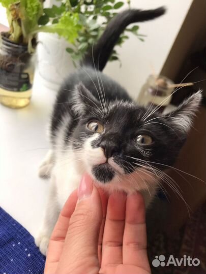 Кошка в дар бесплатно