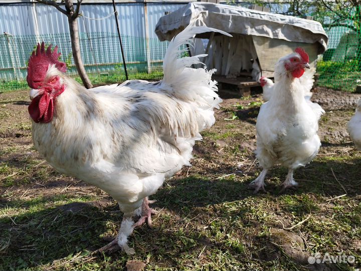 Куры Мехеленская кукушка и петушок Леггорн