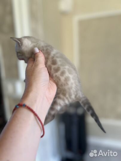 Бенгальские котята