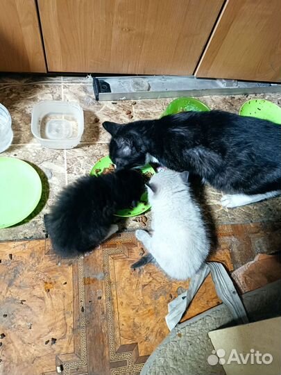 Отдам котенка в добрые руки