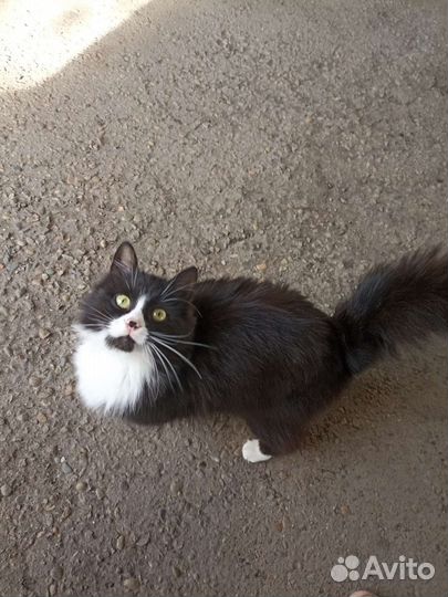 Кошка