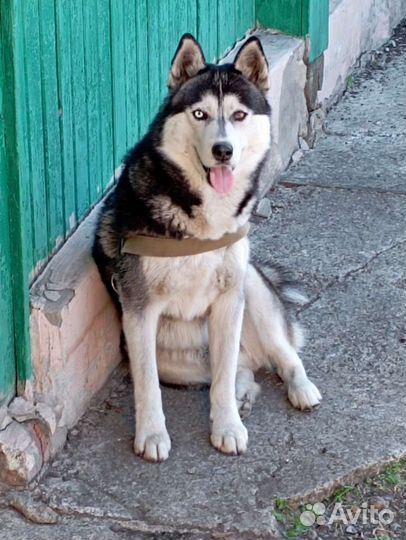 Сибирский хаски