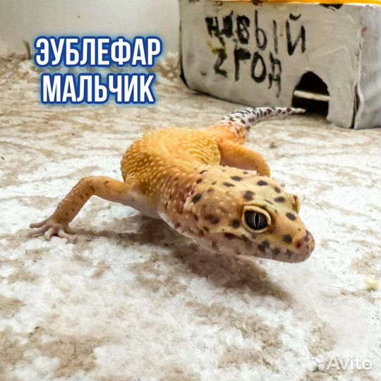 Эублефар (гекконы: мальчик и девочка)