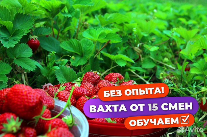 Сборщик клубники вахта с питанием Татарстан