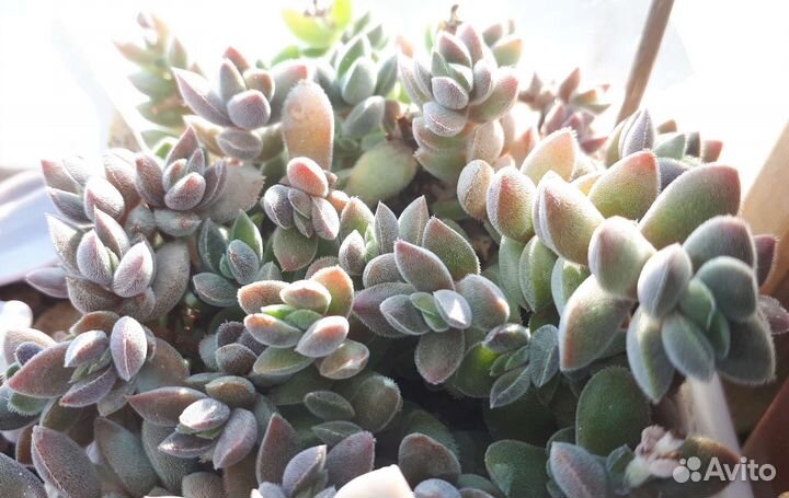 Суккуленты крассулы