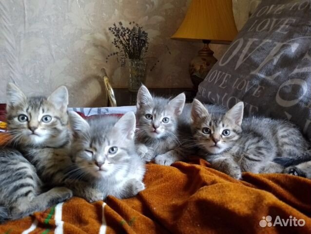 Полосатики ищут дом