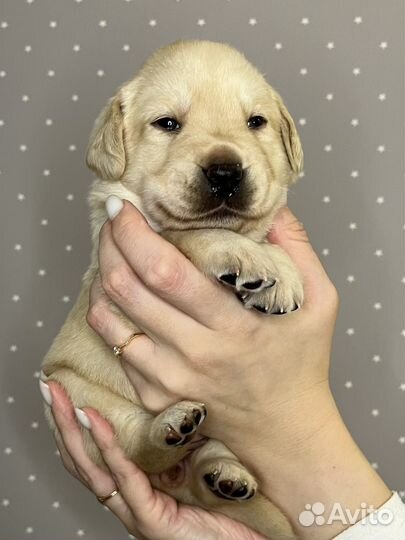 Щенки лабрадора