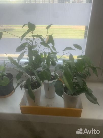 Фикус бенджамина