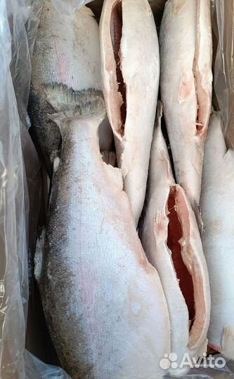 Форель и семга, Чили Турция