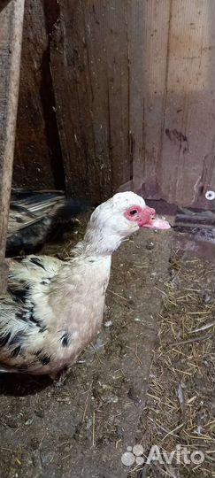 Мускусные утки