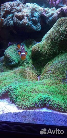 Обслуживание аквариумов