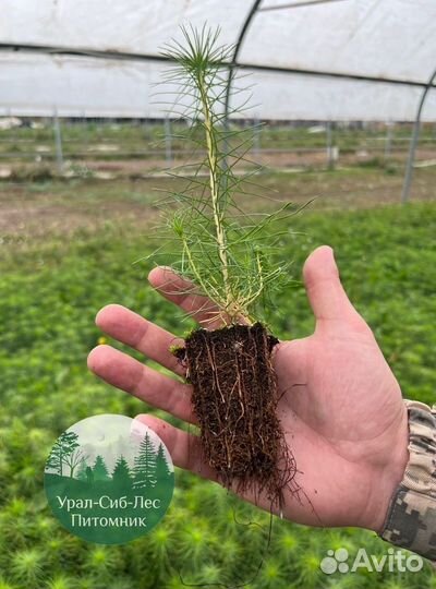 Сеянцы зкс Сосна окс Ель Лиственница Горная