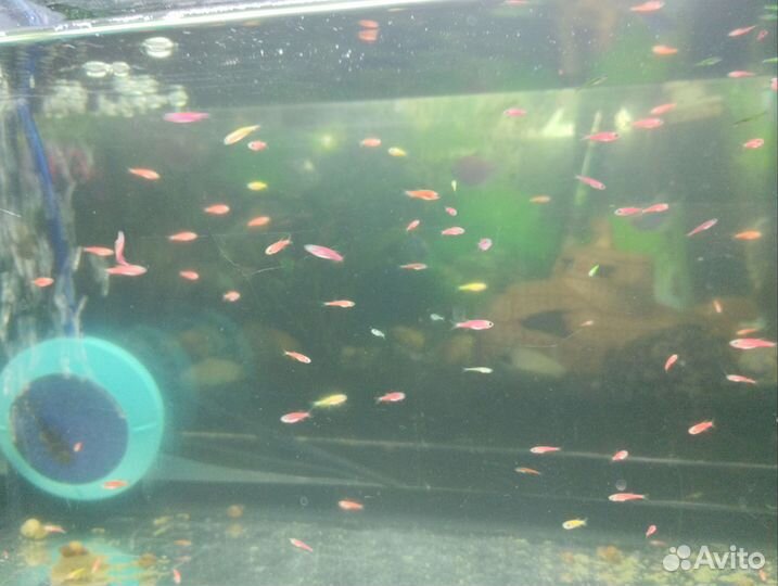 Мальки Данио glofish