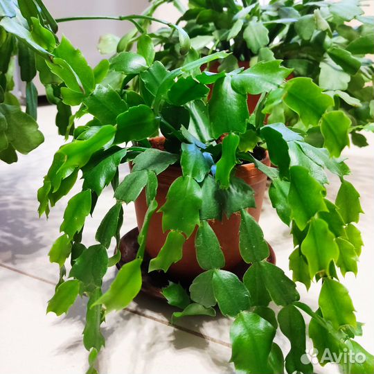 Декабрист (Кактус Шлюмбергера)