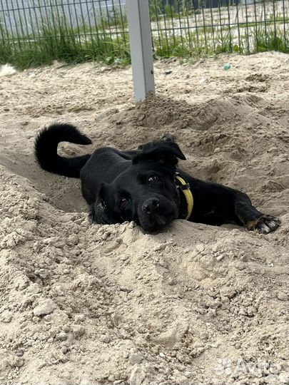 Маленькая собака