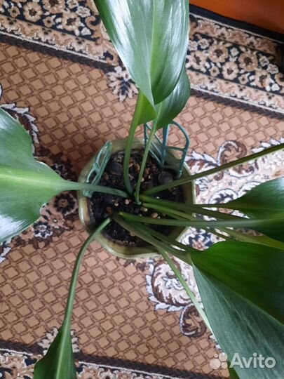 Керамические горшок для цветов