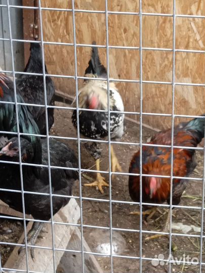 Молодые петухи