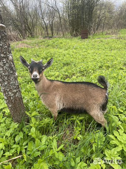 Козочка 3 месяца альпийско- камерунская, продажа
