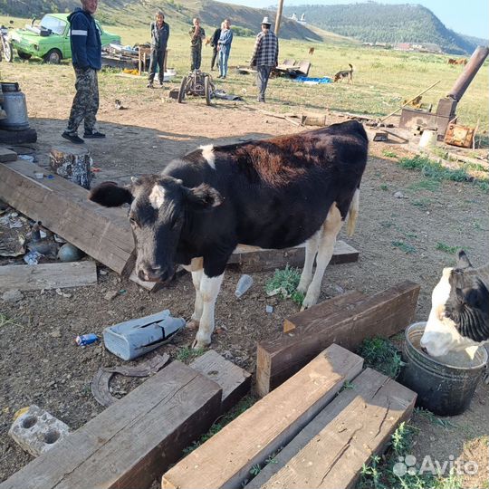 Телочки. Возраст 1,9