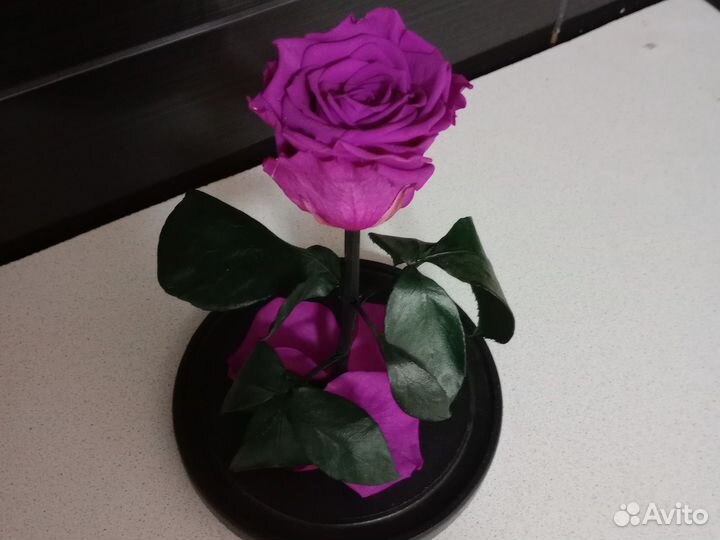 Живая роза в колбе
