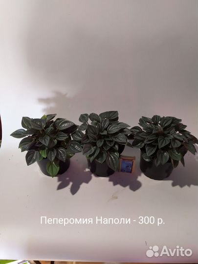 Филодендрон, пеперомии, сциндапсусы