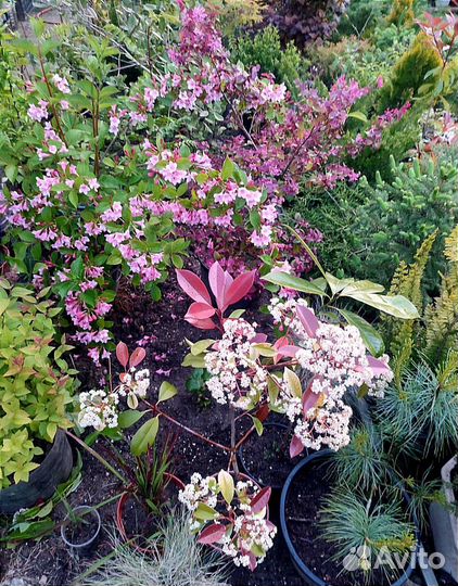 Хвойники, декоративные кустарники