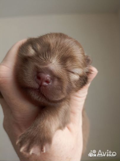 Шпицедетки