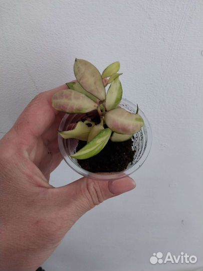 Хойи укорененные